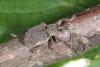 Brachypera zoilus